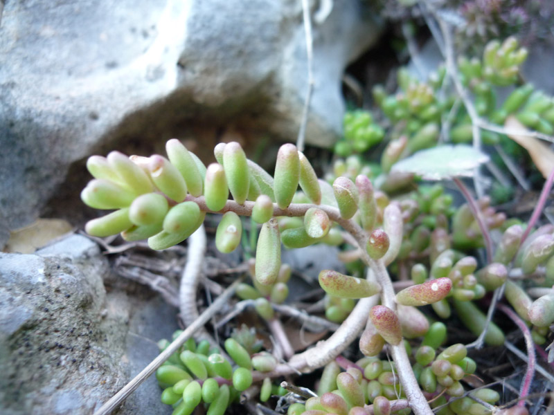 Sedum sp? (numero 3)